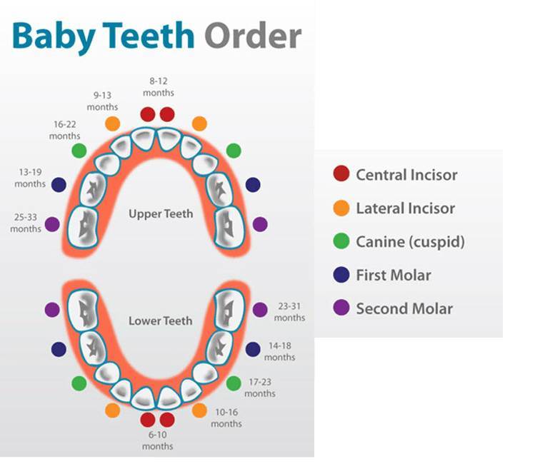 chart-for-baby-teeth-in-order