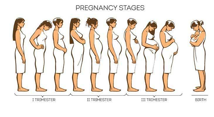 Pregnancy stages week by week